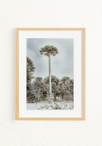 Araucaria
