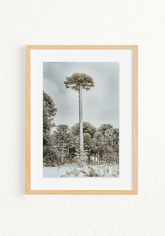 Araucaria
