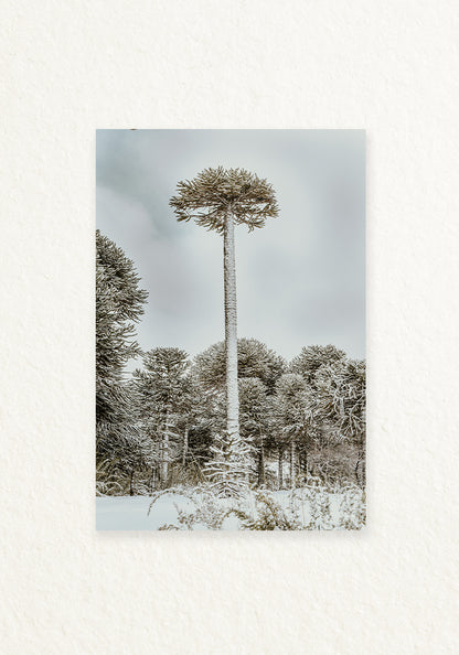 Araucaria
