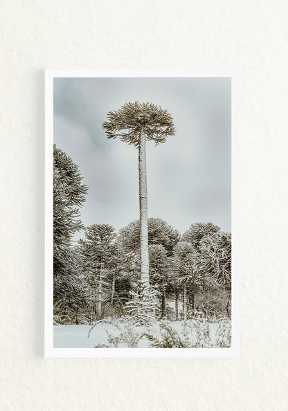 Araucaria