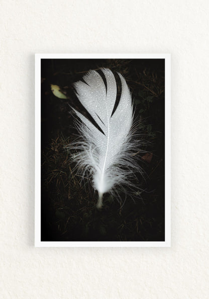 Pluma