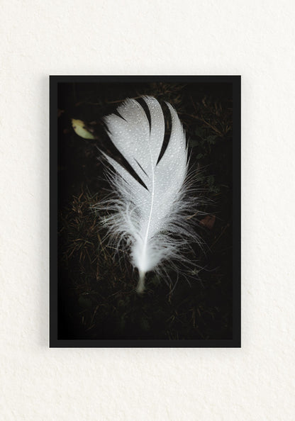 Pluma