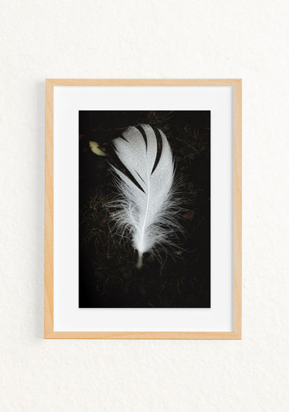 Pluma