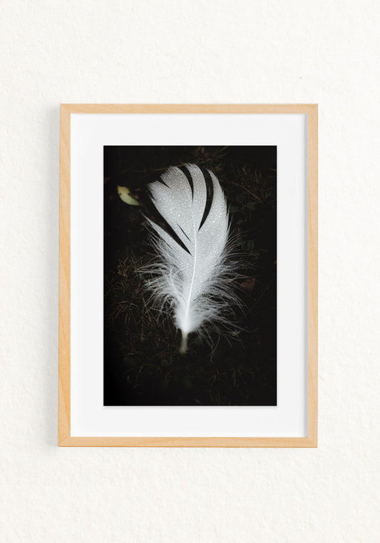 Pluma