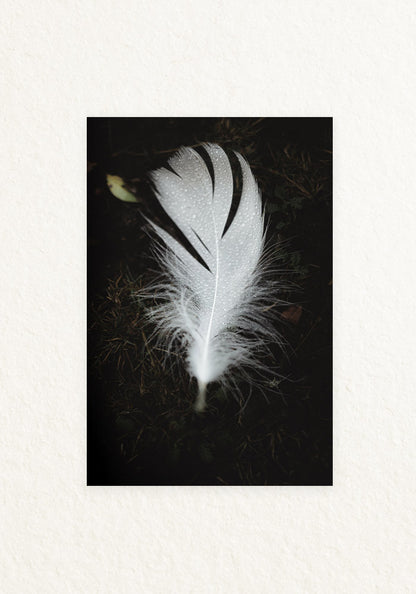 Pluma