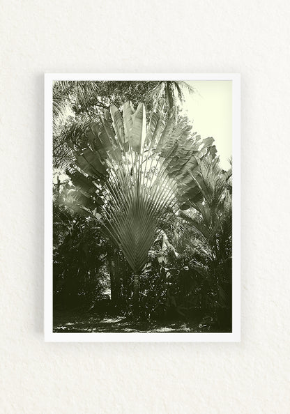 Musa paradisiaca