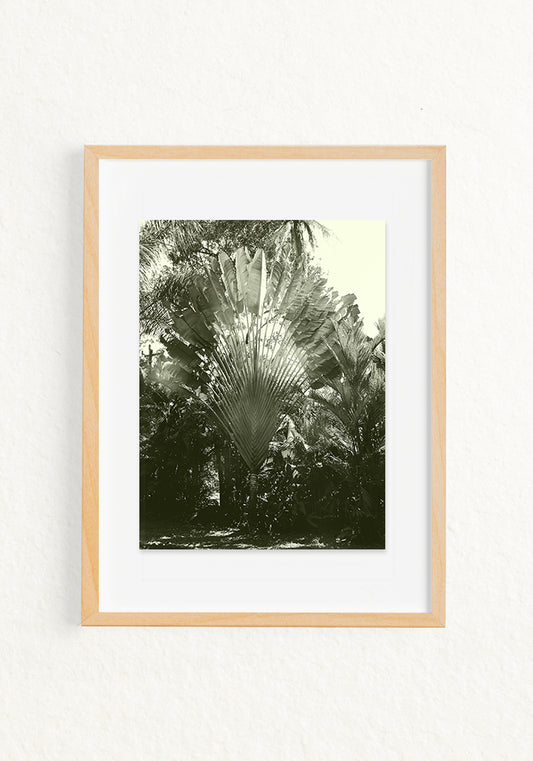 Musa paradisiaca