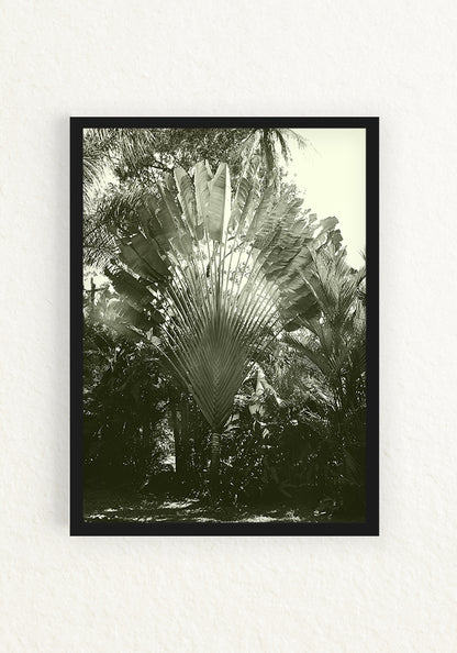 Musa paradisiaca