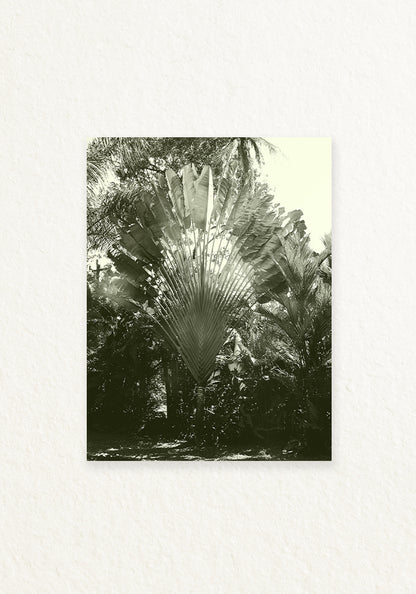 Musa paradisiaca